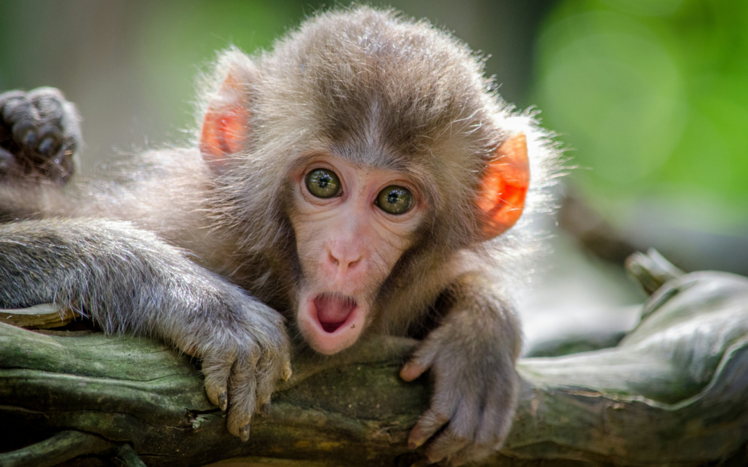 Adieu surcharge de travail : comment arrêter de porter les singes des autres